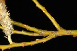 Salix myricoides. Previous year's branchlets.
 Image: D. Glenny © Landcare Research 2020 CC BY 4.0